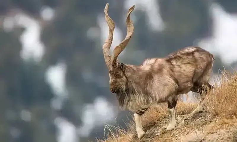 حراج بی‌ سابقه مجوزهای شکار در خیبرپختونخواه؛ درآمد ۱.۲۱ میلیون دلاری برای حفظ حیات وحش